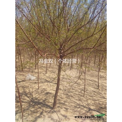 辽宁地区现有4年生京桃1万株直径3至6CM