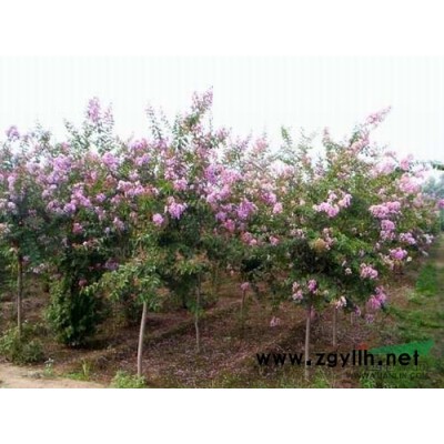 宣城供应臭椿树