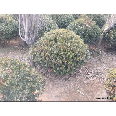 冬青球 瓜子黄杨球 规格全 精管理 净球