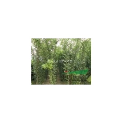 速生柳速生杨垂柳毛白杨白蜡北栾国槐等绿化苗木