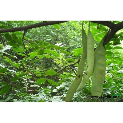 陕西地区的七叶树 七叶树低价供应 陕西汉中七叶树