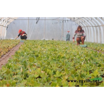 美国红枫、龙柱碧桃，河南桃园林量大从优！