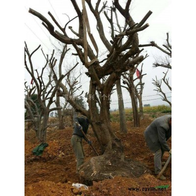 浙江供应10-30公分乌桕树，乌桕树价格哪里便宜