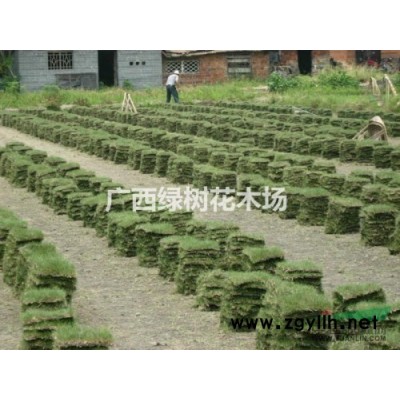 供应美丽异木棉