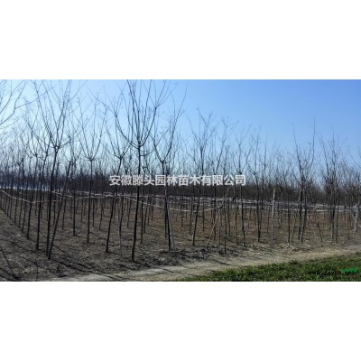 阜阳地区供应3-7公分国槐