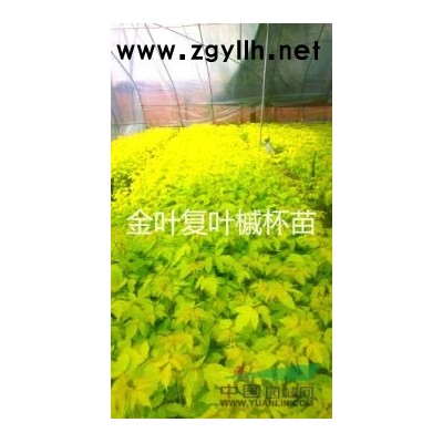 金叶卫矛小苗