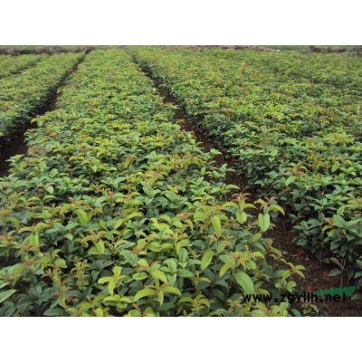 低价出售四季桂小苗 质量好 价格低