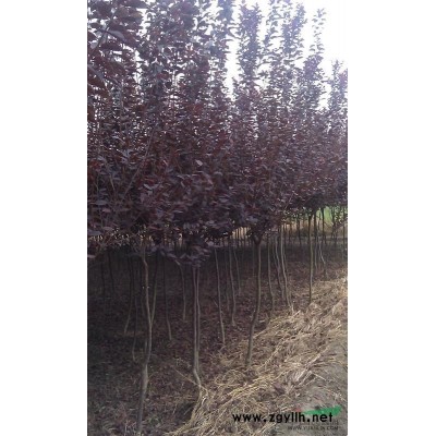 长期出售红叶李苗、红叶李4-5cm，红继木球80-100cm