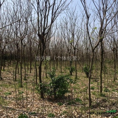 大量供应精品金桂，价格从优，