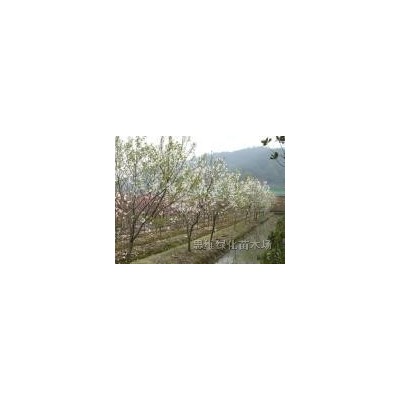 供应龙柏、卫矛、扶芳藤、金叶女贞、大叶黄杨