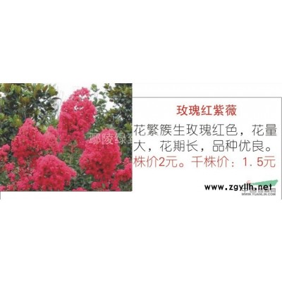 专业产中华太阳李小苗100万