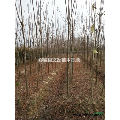 大量供应4-5公分栾树