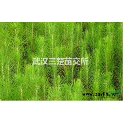 汉口三楚苗交所供应木槿苗