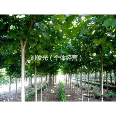 法桐、千头椿、木槿等珍稀苗木大量出售