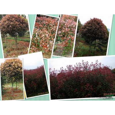 湖南浏阳柏加大量供应龟甲冬青小苗、龟甲冬青球