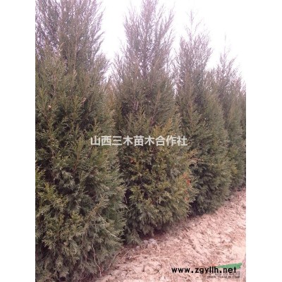 大量国槐蜀侩雪松青桐出售 自产自销量大从优
