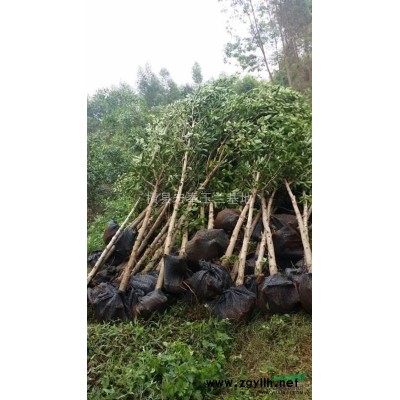 新生10-12分白兰（黄桷兰)熱賣中