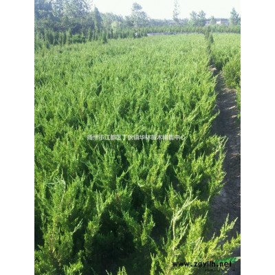 供应龙柏高杆 龙柏球 造型龙柏 小龙柏