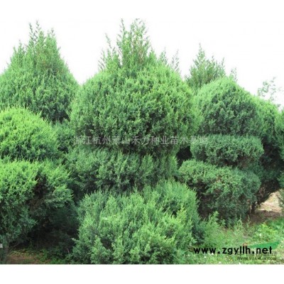 无刺构骨球供应