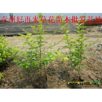 价格公道的女贞