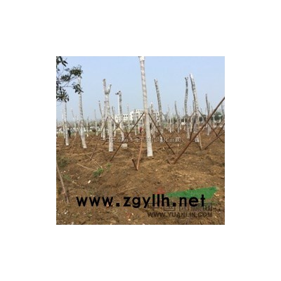 栽植银薇己发芽规格米径15—20厘米，3米截杆*新价格/栽植银薇己发芽规格米径15—20厘米，3米截杆报价