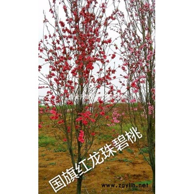 5公分龙柱碧桃树苗，占地龙柱碧桃树苗价格