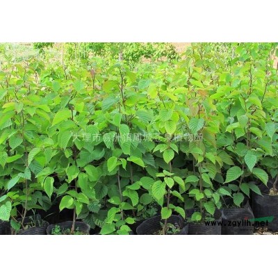 川滇蔷薇 优质特价川滇蔷薇