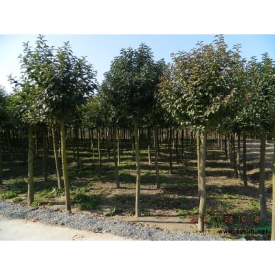 大叶女贞（高杆女贞）