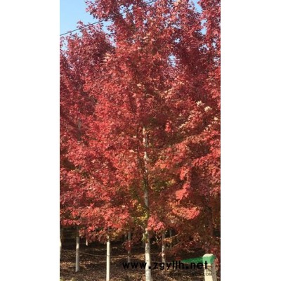北美红栎（*）