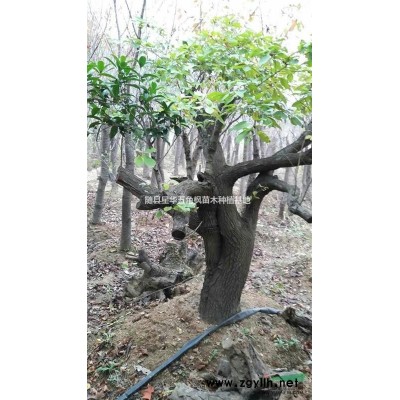 供应大批量丛生五角枫