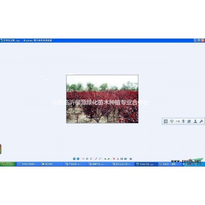 薄皮核桃苗（量大价优）