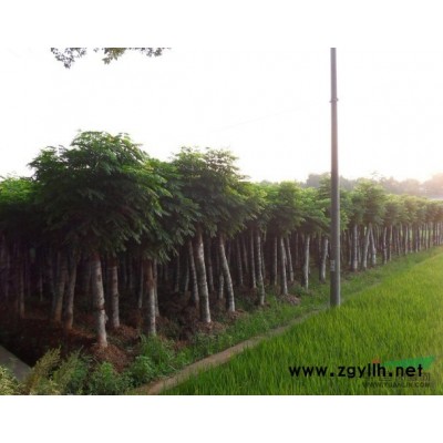 石楠价格，南京30cm石楠苗大量批发{非诚勿扰｝