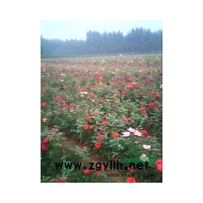 河南供应月季，黄杨种植销售