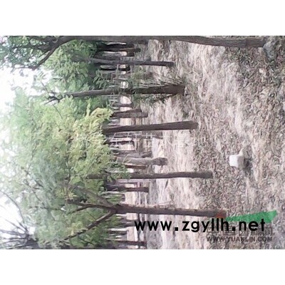 江苏国槐价格合欢价格