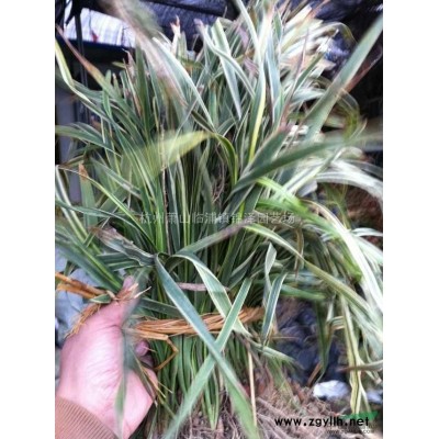 浙江新街花木城 萧山苗木 金边阔叶麦冬