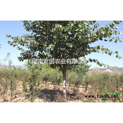 供应1-4公分优质白腊