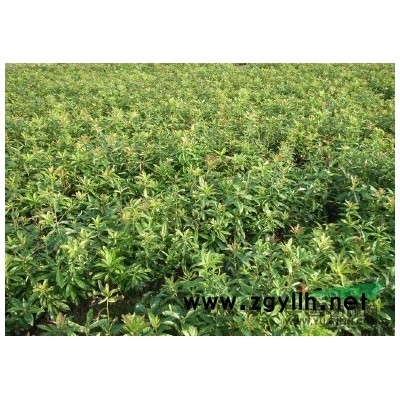 供应竹柏种子/江西竹柏种子低价格批发