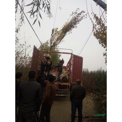 泰安地区供应樱花西府海棠红叶李红叶碧桃