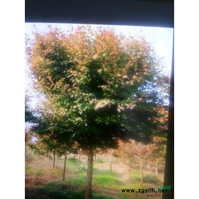 本苗圃长年供应中山杉