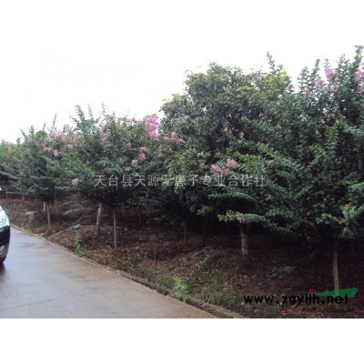 浙江省紫薇基地供应紫薇苗木