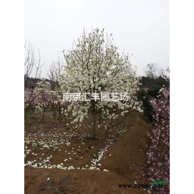 红叶石楠，红叶石楠低价格供应