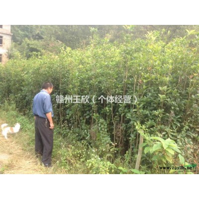 3年、4年、5年的桂花苗都有