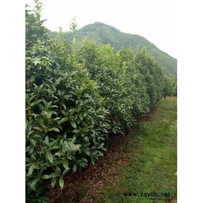 2米到2.5米冠幅桂花树