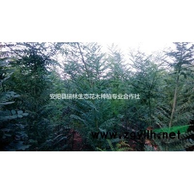 河南安阳供应4至7公分法桐