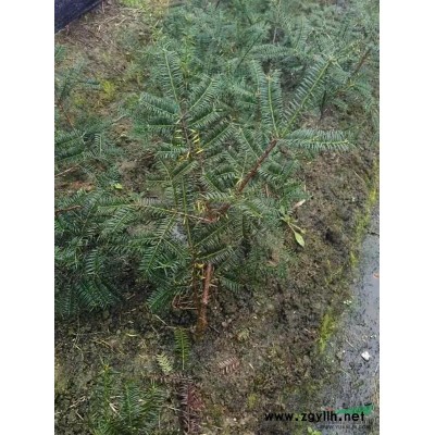 香榧苗2+1报价2+2报价