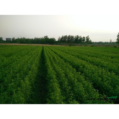 湖北随州地区出售占地用毛桃苗，早中晚熟品种桃树苗，大量供应，