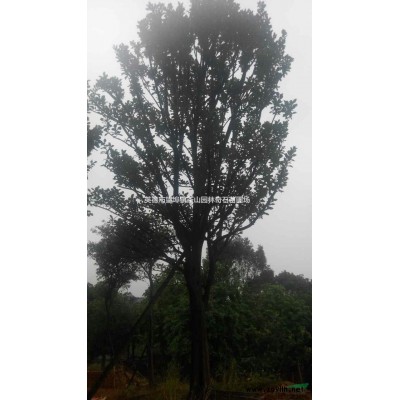 2015年广东地区柚子树报价参考