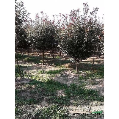 常州供应高分枝高杆红叶石楠树