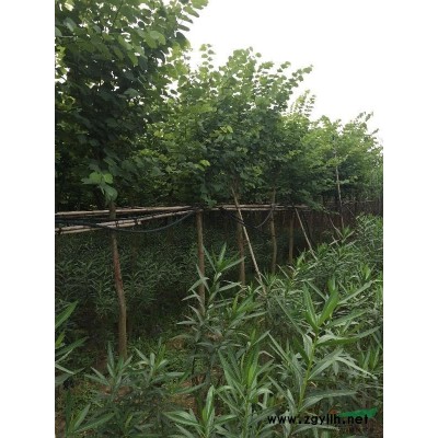 广西柳州，柳城县，宫粉紫荆