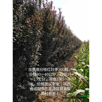 出售500颗红叶李陕西咸阳老金